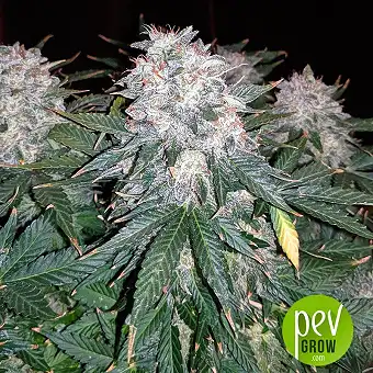 Space Mango Auto - KC Brains