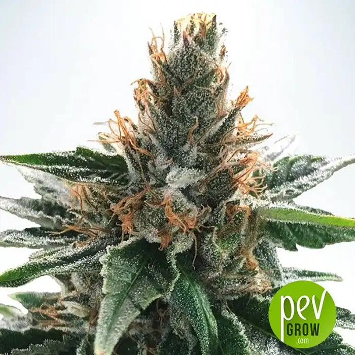 Auto God's Glue - Ministry of Cannabis