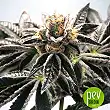 Mandarin Gelato - Ministry of Cannabis Mandarin Gelato - Ministry of Cannabis