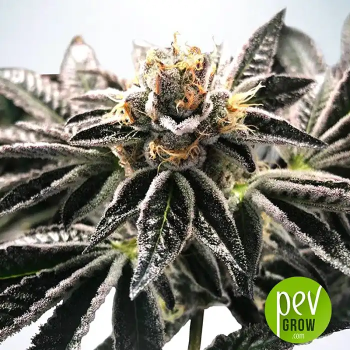 Mandarin Gelato - Ministry of Cannabis