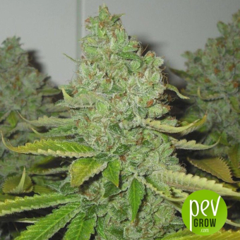 CBD OG - The Cali Connection