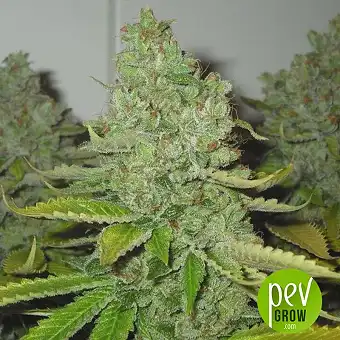 CBD OG - The Cali Connection