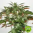 Ash (Afghan Skunk x Afghan Haze) - Mr Nice