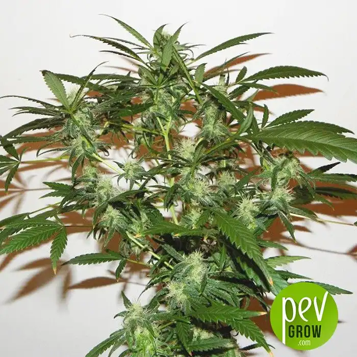 Ash (Afghan Skunk x Afghan Haze) - Mr Nice