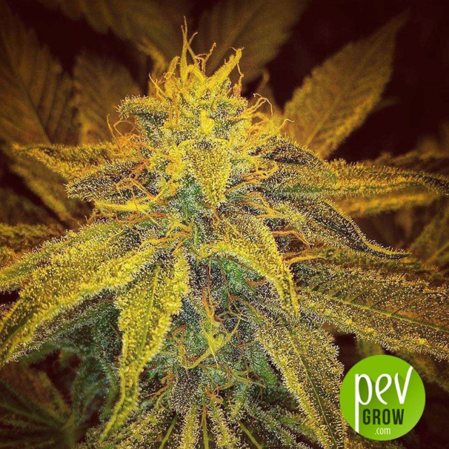 Misty Kush Regular - Nirvana Seeds
