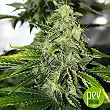 Pure Power Plant - Nirvana Seeds