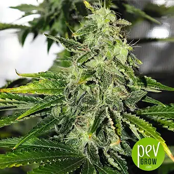 Pure Power Plant - Nirvana Seeds