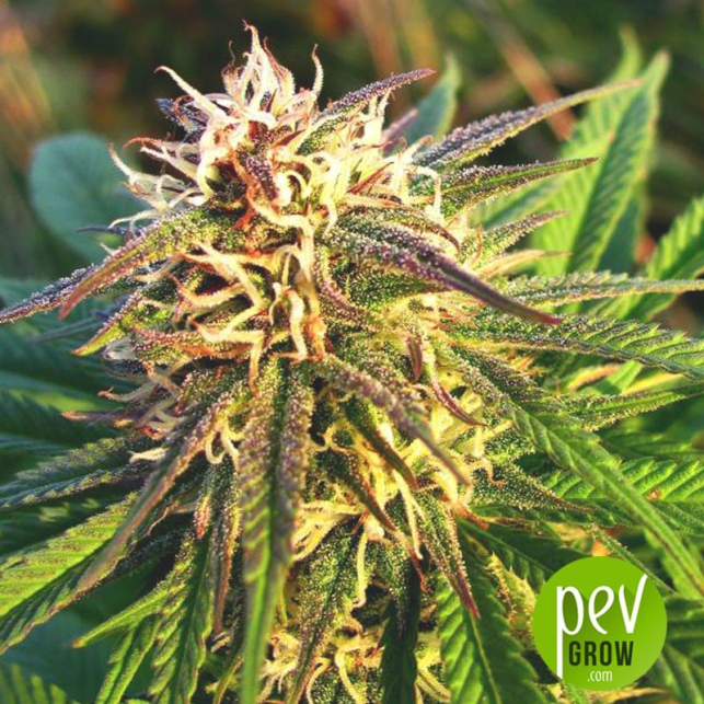 Blue Mystic Auto - Nirvana Seeds