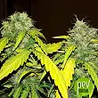 Bubblelicious Auto - Nirvana