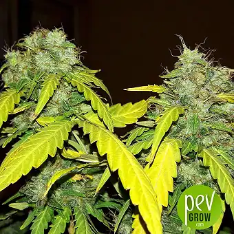 Bubblelicious Auto - Nirvana