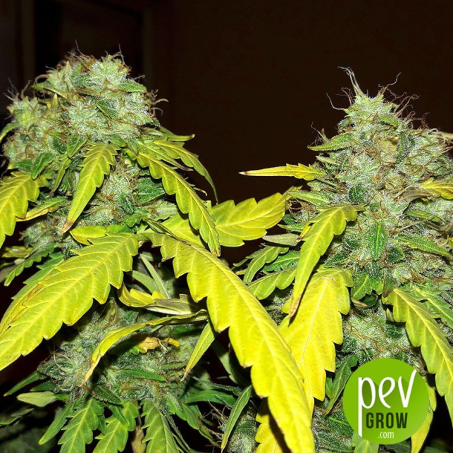 Bubblelicious Auto