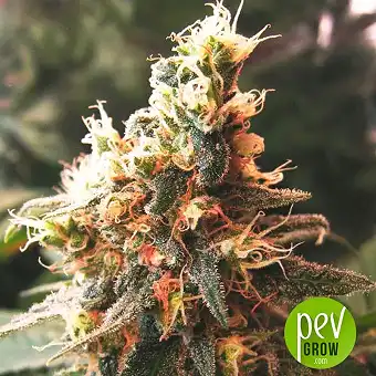 Jock Horror Auto - Nirvana Seeds