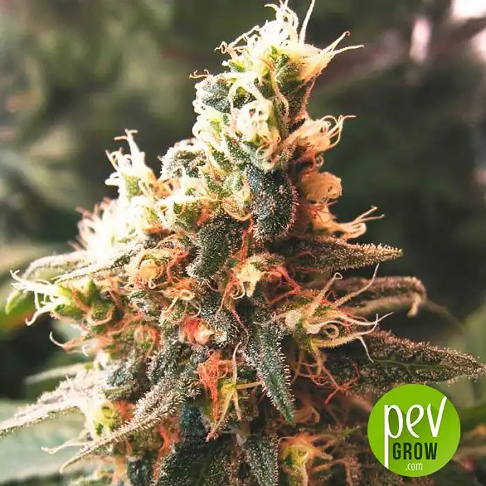 Jock Horror Auto - Nirvana Seeds