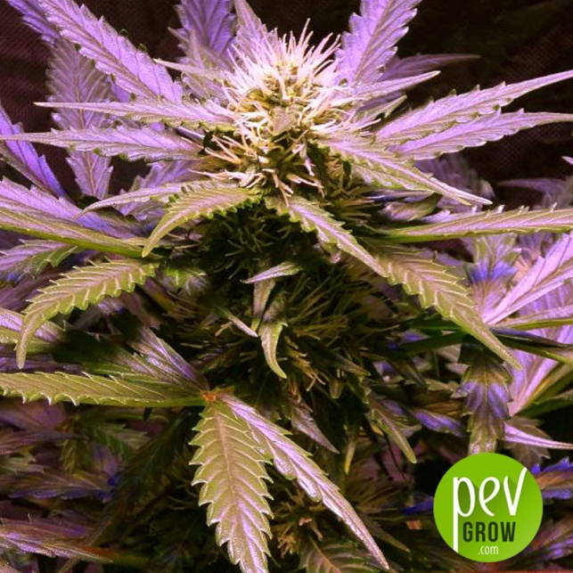 Lemon OG Haze Auto - Nirvana Seeds