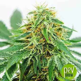 Northern Light (Auto) - Nirvana Seeds