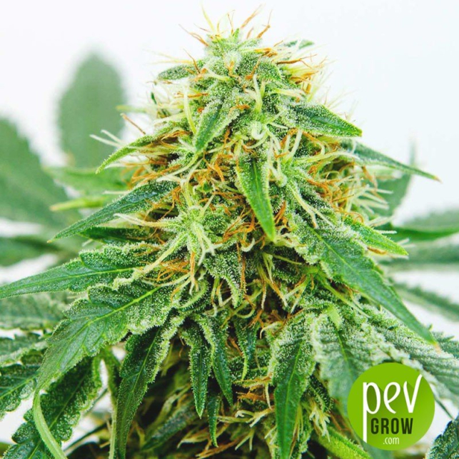 Northern Light (Auto) - Nirvana Seeds
