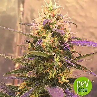 Short Rider Auto - Nirvana Seeds