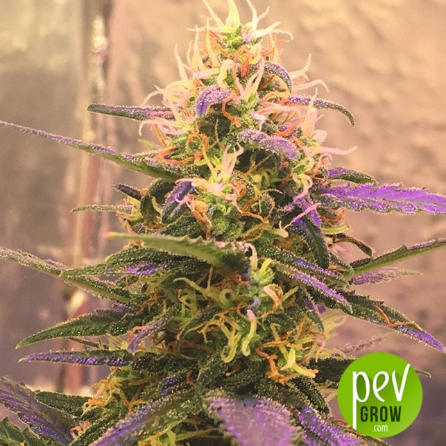 Short Rider Auto - Nirvana Seeds