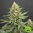 Auto Jack - Paradise Seeds