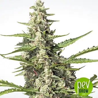 Pandora - Paradise Seeds