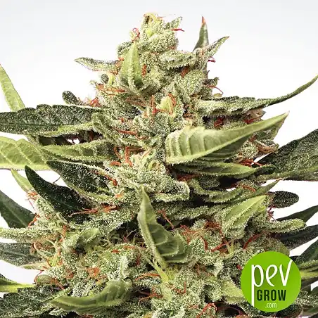Vertigo - Paradise Seeds