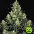 Atomical Haze - Paradise Seeds Atomical Haze - Paradise Seeds