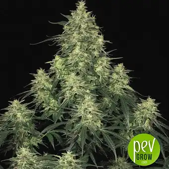 Atomical Haze - Paradise Seeds
