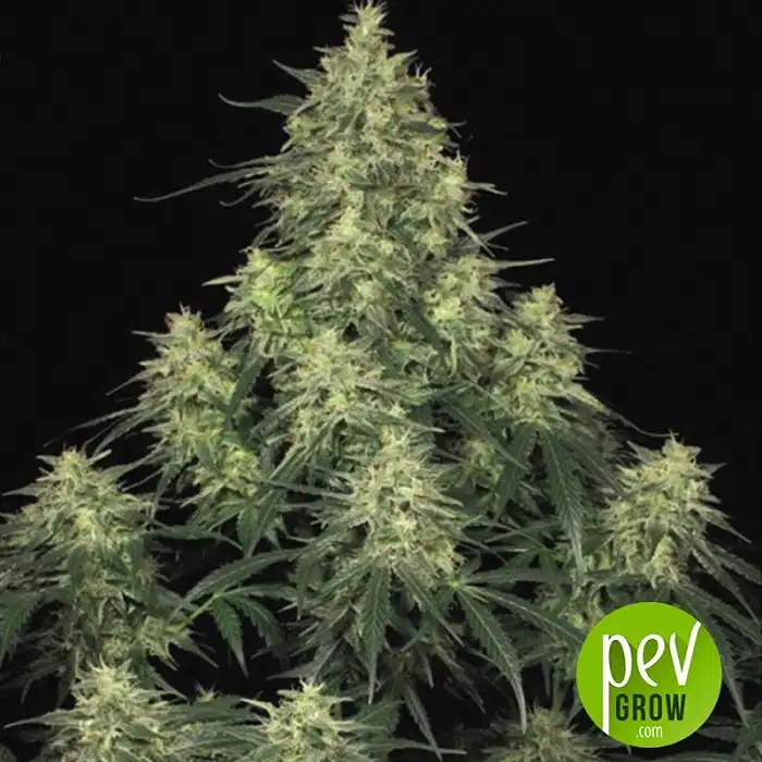 Atomical Haze - Paradise Seeds