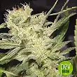 Belladonna - Paradise Seeds Belladonna - Paradise Seeds
