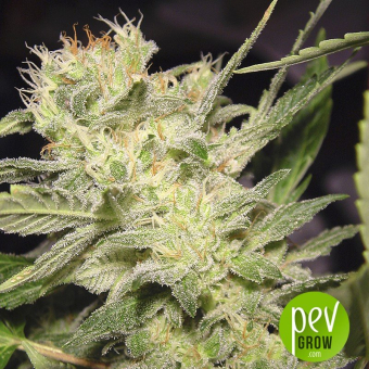Belladonna - Paradise Seeds