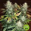 Durga Mata - Paradise Seeds