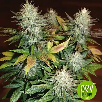 Durga Mata - Paradise Seeds