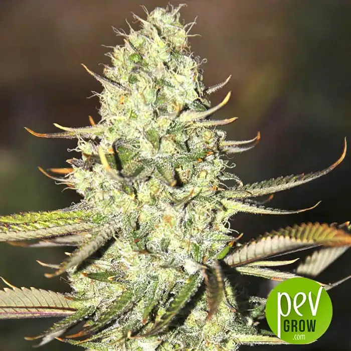 Opium - Paradise Seeds