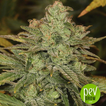 Original Cheese - Paradise Seeds