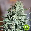 Original White Widow - Paradise Seeds