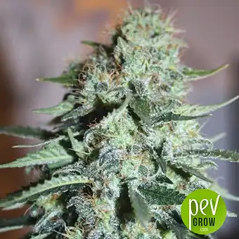 Original White Widow - Paradise Seeds