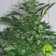 Sensi Star - Paradise Seeds