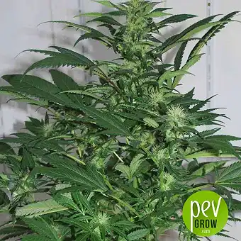 Sensi Star - Paradise Seeds