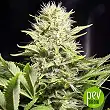 Wappa plant - Paradise Seeds