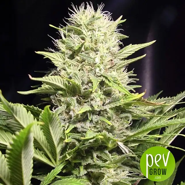 Wappa plant - Paradise Seeds