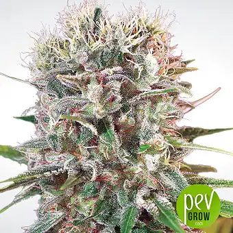 Wappa - Paradise Seeds