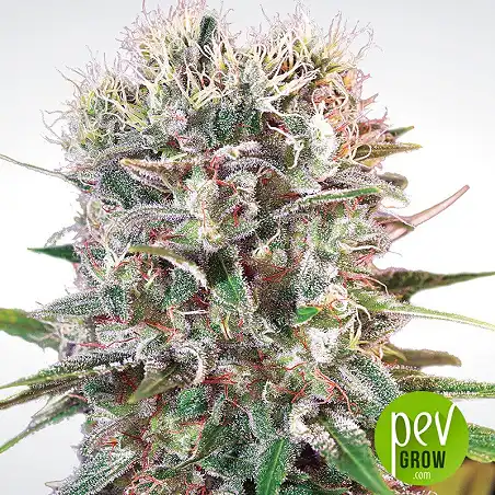 Wappa - Paradise Seeds