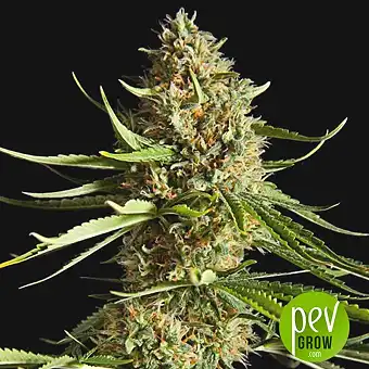 Amnesika 2.0 - Philosopher Seeds