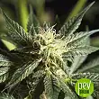 Heaven's Fruit - Philosopher Seeds Heaven's Fruit - Philosopher Seeds