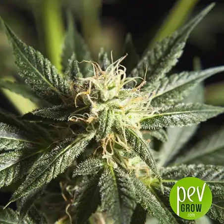 Heaven's Fruit - Philosopher Seeds