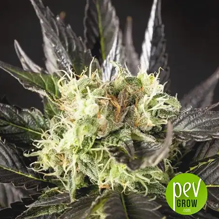 Heaven's Fruit planta - Philosopher Seeds