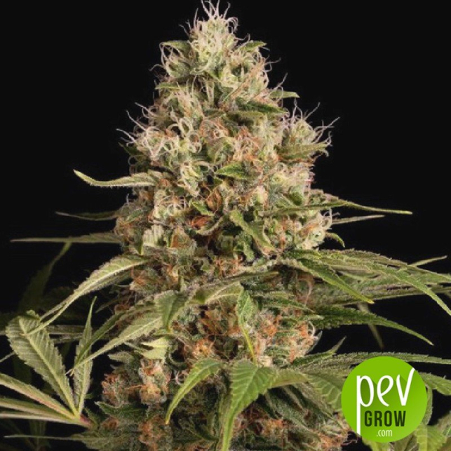 Shark Haze - Pure Seeds