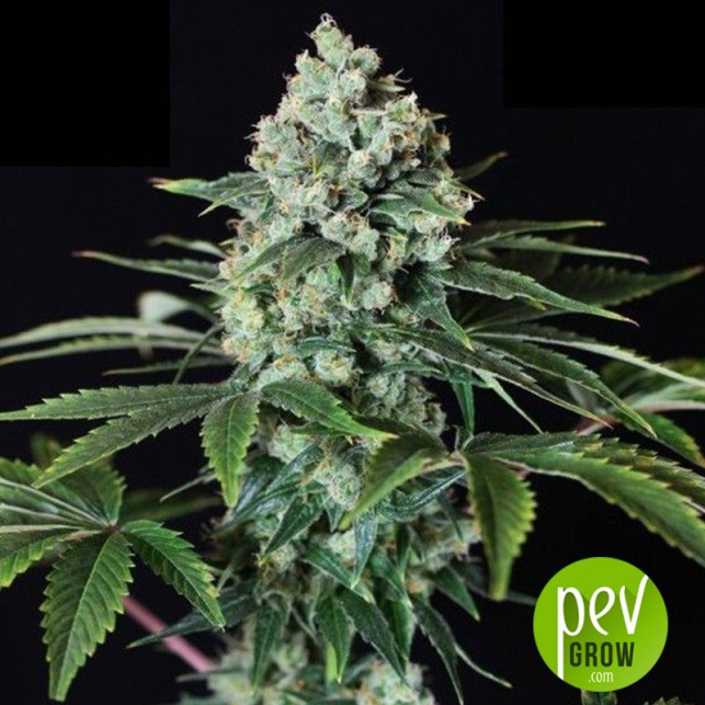 Viking Haze - Pure Seeds