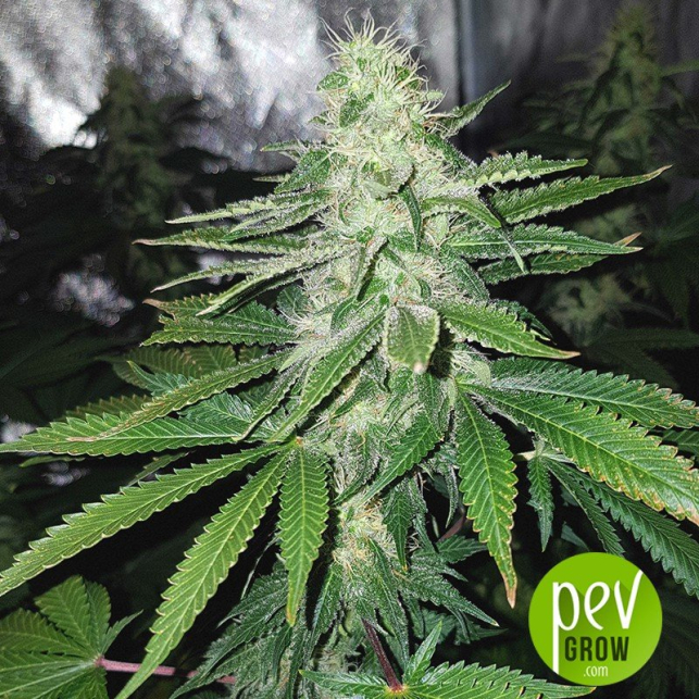 Cannatonic - Resin Seeds