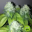 Kandy Kush - Reserva Privada Kandy Kush - Reserva Privada